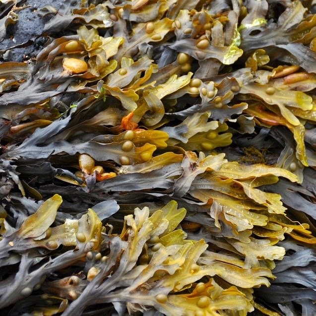 Activiteit aan zee: Planeet Zee STEM lessen (Bredene)